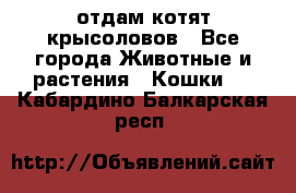 отдам котят крысоловов - Все города Животные и растения » Кошки   . Кабардино-Балкарская респ.
